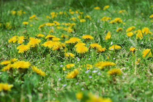 タンポポの花畑 タンポポの花畑の写真