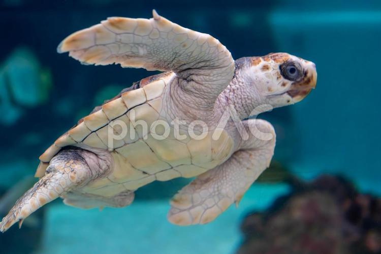 元気に泳ぐウミガメの赤ちゃん アオウミガメ,うみがめ,かめの写真素材