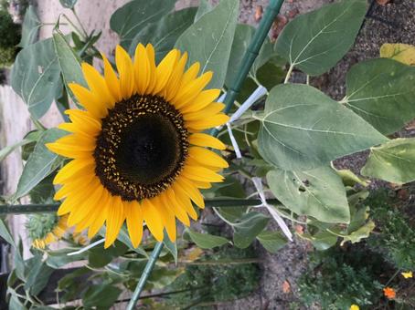 ひまわり ひまわりの写真