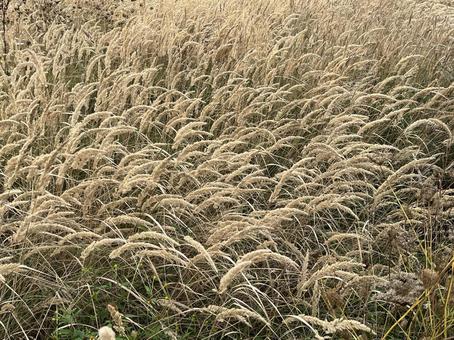 チガヤ 秋,ススキ,十五夜の写真素材