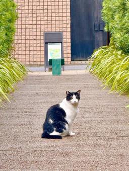 道端にお座りする野良猫 道端にお座りする野良猫の写真