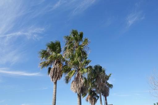 江の島の風に吹かれるヤシの木 ヤシの木,ヤシ,椰子の写真素材