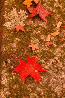 モミジ一葉 もみじ,秋,風景の写真素材