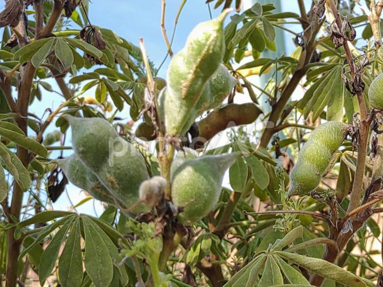 初夏の豆の実り 豆,まめ,マメの写真素材