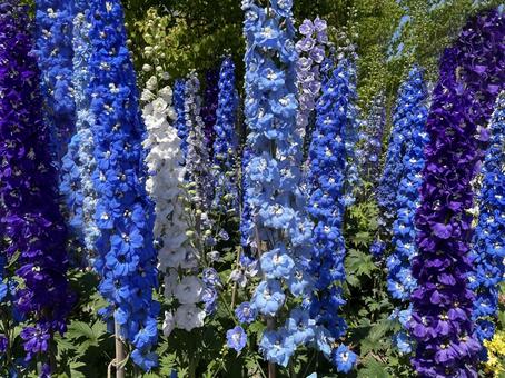 Photo, delphinium, purple, blue, 