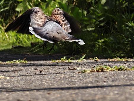 緑の中を羽ばたく鳥の瞬間 鳥,野鳥,飛翔の写真素材