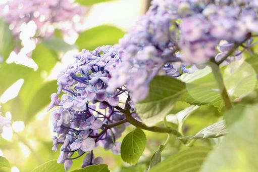 紫陽花 紫陽花の写真