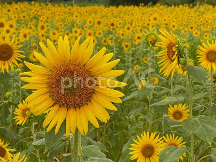 ひまわりの丘 ひまわり,ひまわり畑,黄色い花の写真素材