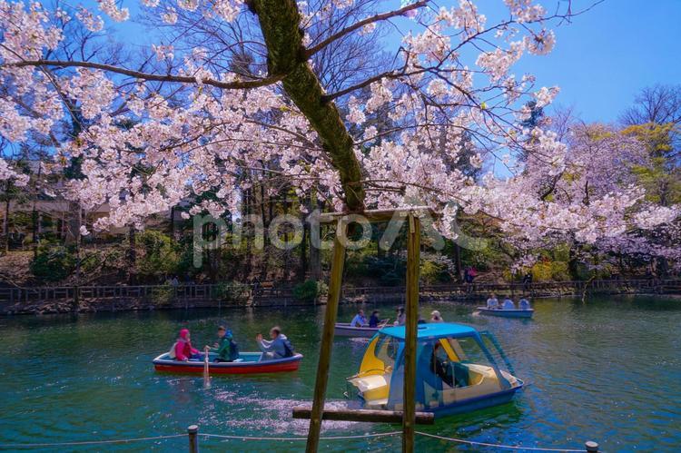 井の頭公園の満開の桜 桜,井の頭公園,満開の写真素材
