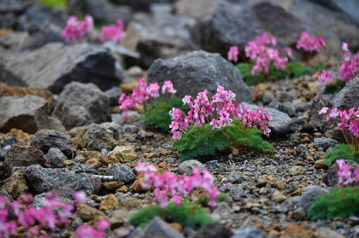 高山で咲き誇るコマクサの花 高山で咲き誇るコマクサの花の写真