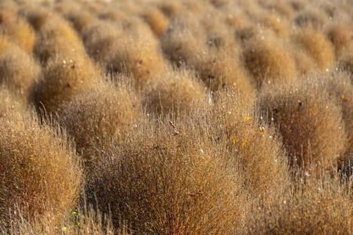 ほうき草 ほうき草,植物,秋の写真素材