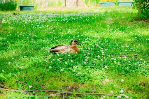 木陰で休むアヒル アヒル,野原,休憩の写真素材