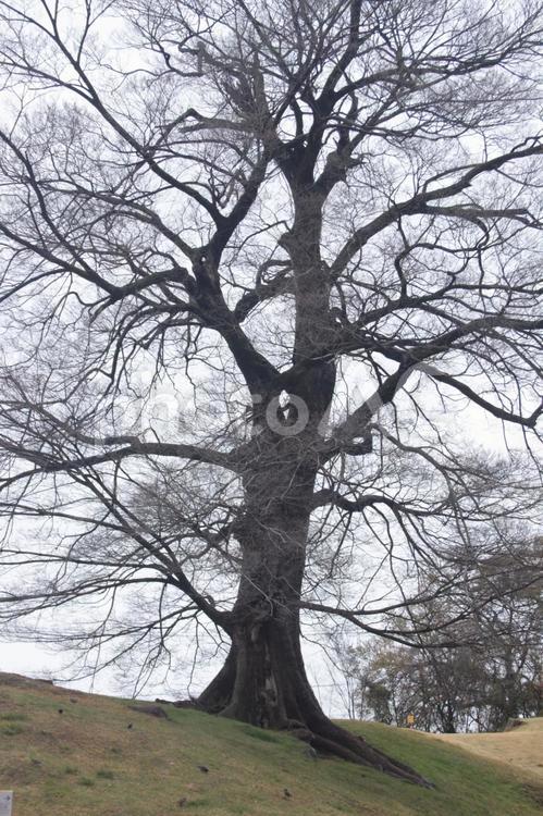 枯れた木 公園,枯れた,枯れた木の写真素材