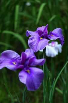 Pass the incense of Edo to now, JPG Pass the incense of Edo to now, plant, flower, iris, JPG
