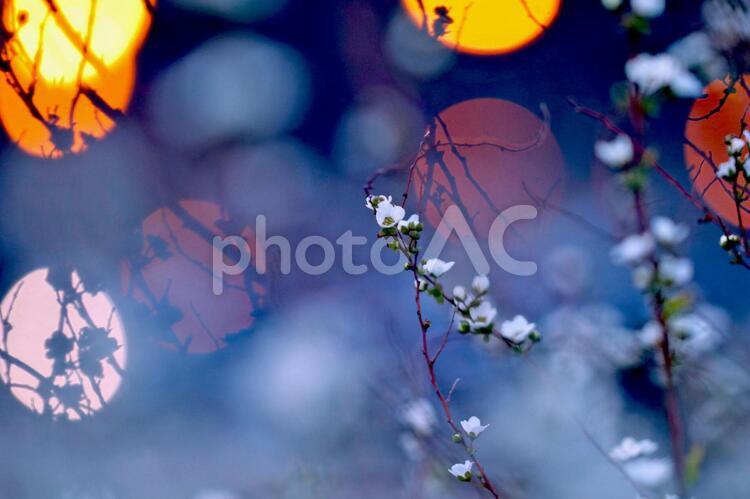 夕暮れ時の雪柳 雪柳,ゆきやなぎ,ライトの写真素材