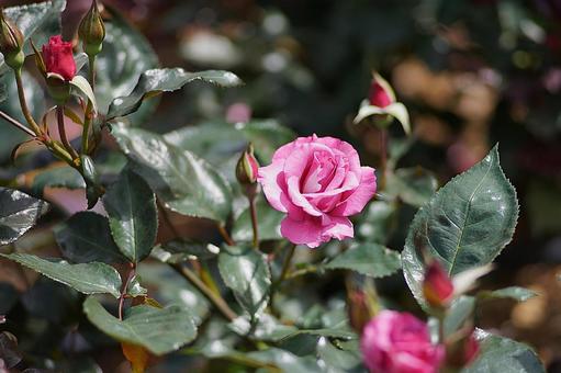 Aramaki Rose Garden 205 Love Potion, JPG
