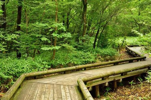 Forest road, wood, forest road, mountain path, JPG