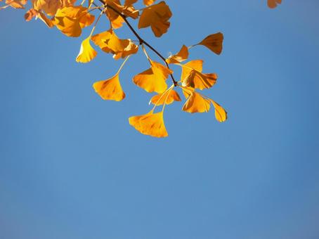 イチョウ イチョウ,秋,季節の写真素材