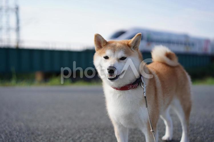 大好きな列車とツーショットのゆず 柴犬,犬,日本犬の写真素材