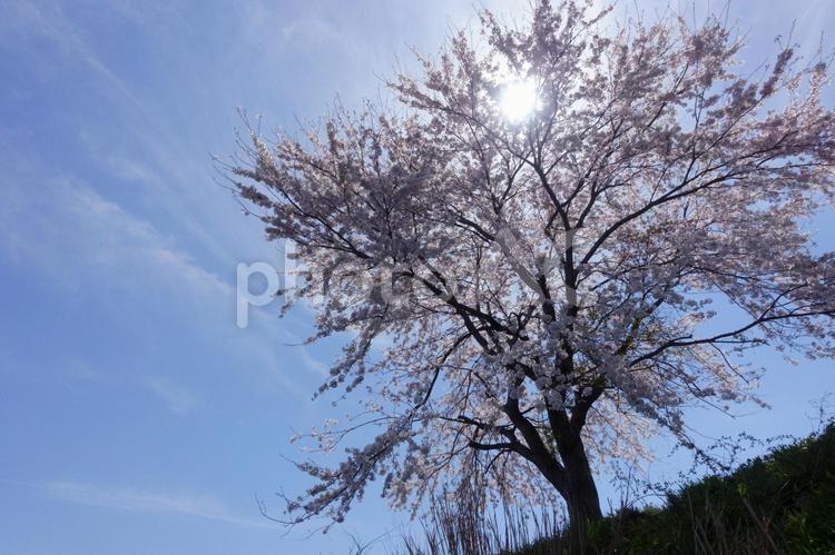 満開のソメイヨシノと青空 桜,春,花の写真素材