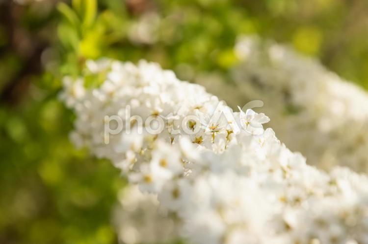 一輪をフォーカス 白い花,花,ユキヤナギの写真素材