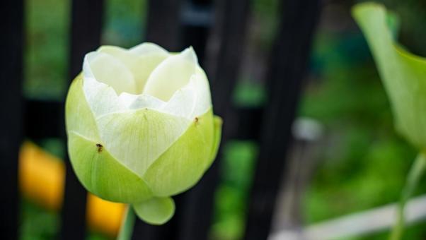 蓮の花 蓮の花の写真