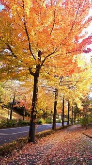 紅葉-1309 紅葉,アメリカ楓,もみじ葉楓の写真素材