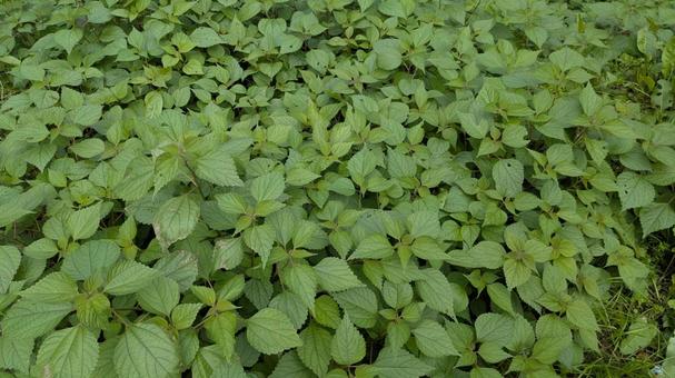カラムシ カラムシ,植物,葉っぱの写真素材