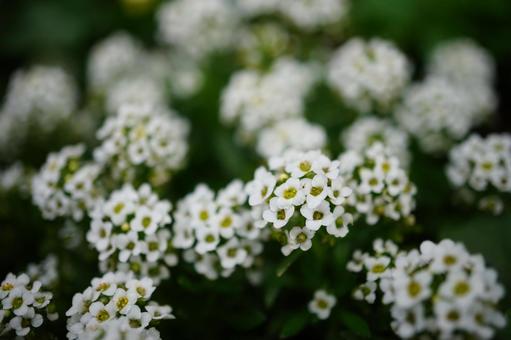 スイートアリッサム スイートアリッサム,花,白の写真素材