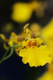 ９月中旬のオンシジウムの花の写真