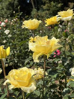 旧古河庭園のバラ 旧古河庭園のバラ バラ,薔薇,バラ園の写真素材