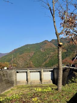 秋の福井の九頭竜ダム　紅葉に色づく湖 秋,道路,晩秋の写真素材
