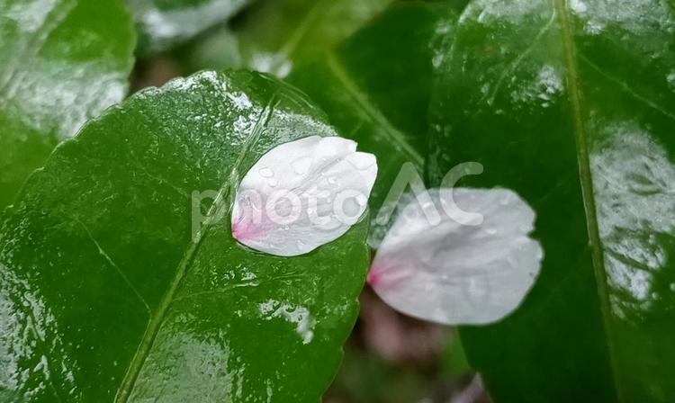 雨に濡れて葉に落ちた桜の花びら 桜の花びら,濡れている,雫の写真素材