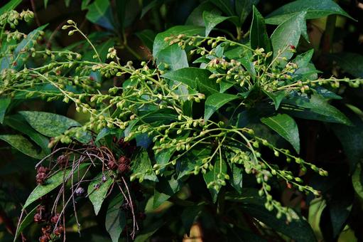 実を結ぶアセビ 実を結ぶアセビ アセビ,馬酔木,実の写真素材