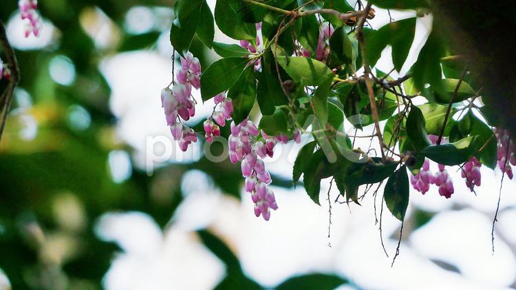 鈴なりに咲くピンク色の愛らしいアセビの花 アセビ,ピンク,花の写真素材