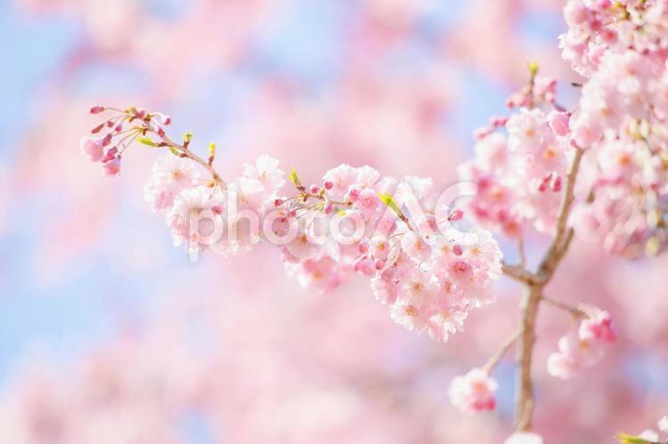 可愛いピンクの枝垂れ桜 桜,花,植物の写真素材