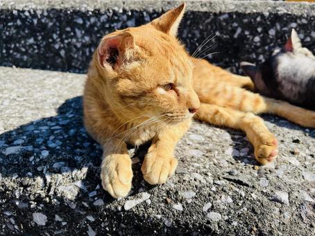 猫ちゃん 茶色,野良猫,ノラネコの写真素材