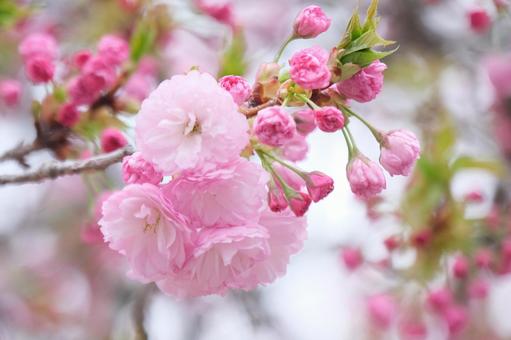 桜 桜の写真
