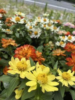 可愛いお花の写真