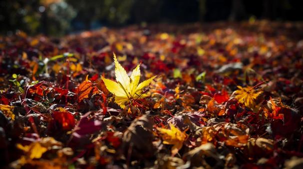 紅葉 紅葉の写真