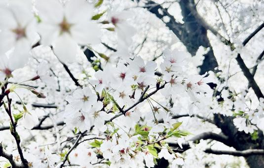 満開の桜 満開の桜の写真