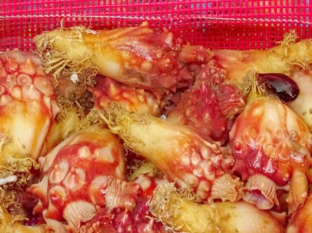 活ホヤ ホヤ,海のパイナップル,海鮮の写真素材