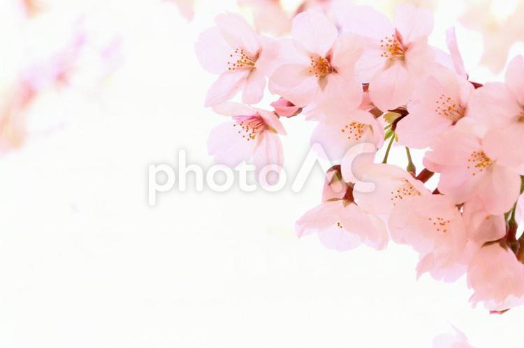 ふんわりとした桜　３ 桜,春,ピンクの写真素材