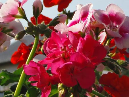 ゼラニウム ゼラニウム,花びら,赤の写真素材