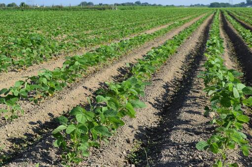 ダイズ畑 山形県庄内 ダイズ畑,大豆畑,大豆の写真素材