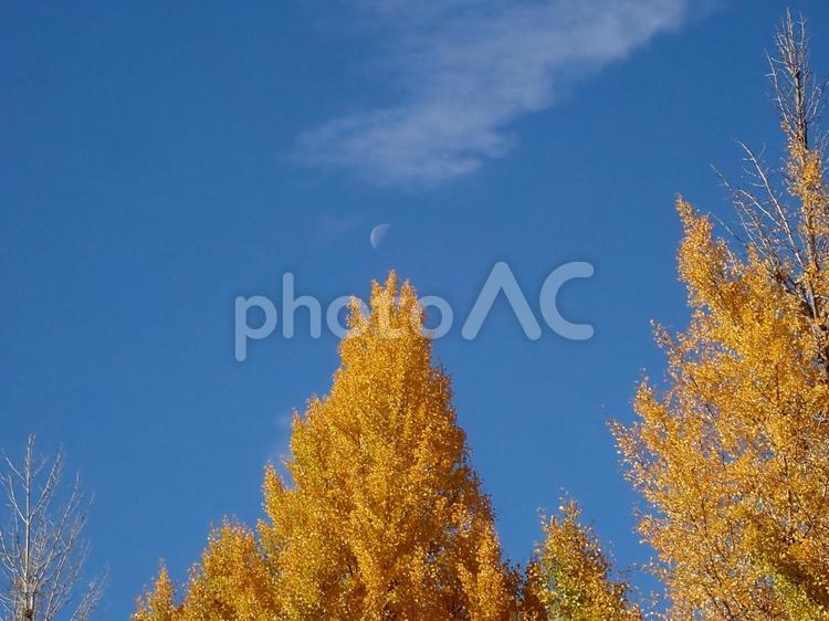 イチョウ並木のイメージ イチョウ,並木,季節の写真素材