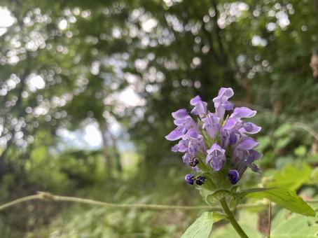ウツボグサ ウツボグサの写真