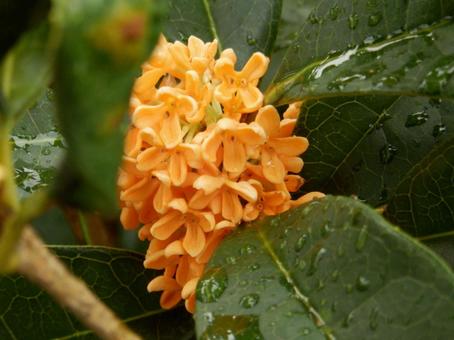 道端の花 道端の花の写真