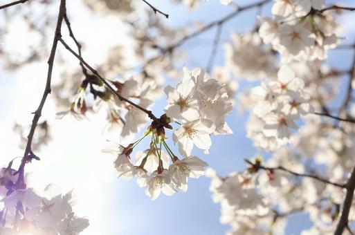 White Cherry Blossoms, JPG