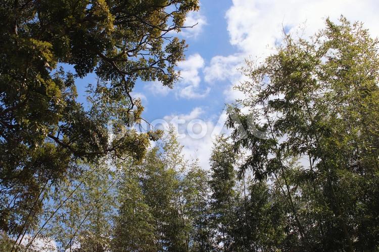 竹林から見上げた青空 青空,空,雲の写真素材